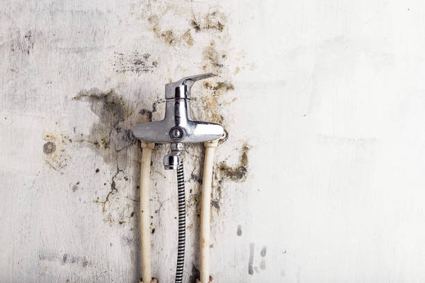 Saticoy, CA Mold Removal Company