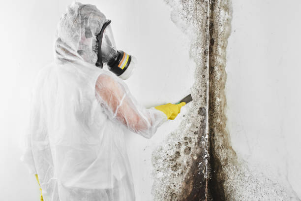 Best Crawl Space Mold Removal  in Saticoy, CA