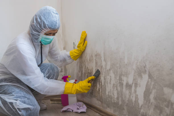 Mold Removal and Inspection in Saticoy, CA