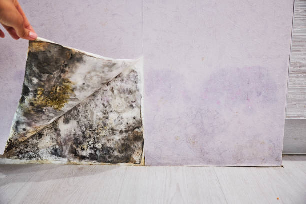 Best Black Mold Removal  in Saticoy, CA